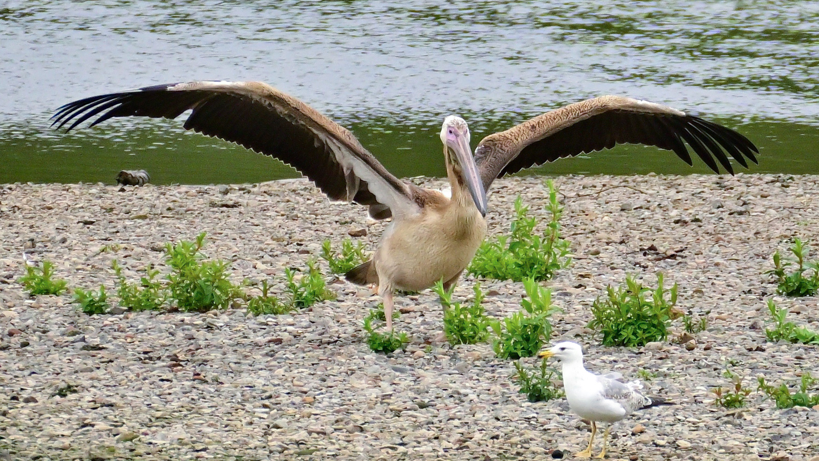 Seltener Rosapelikan rastet im Leinepolder und sorgt für Aufsehen bei Vogelbeobachtern