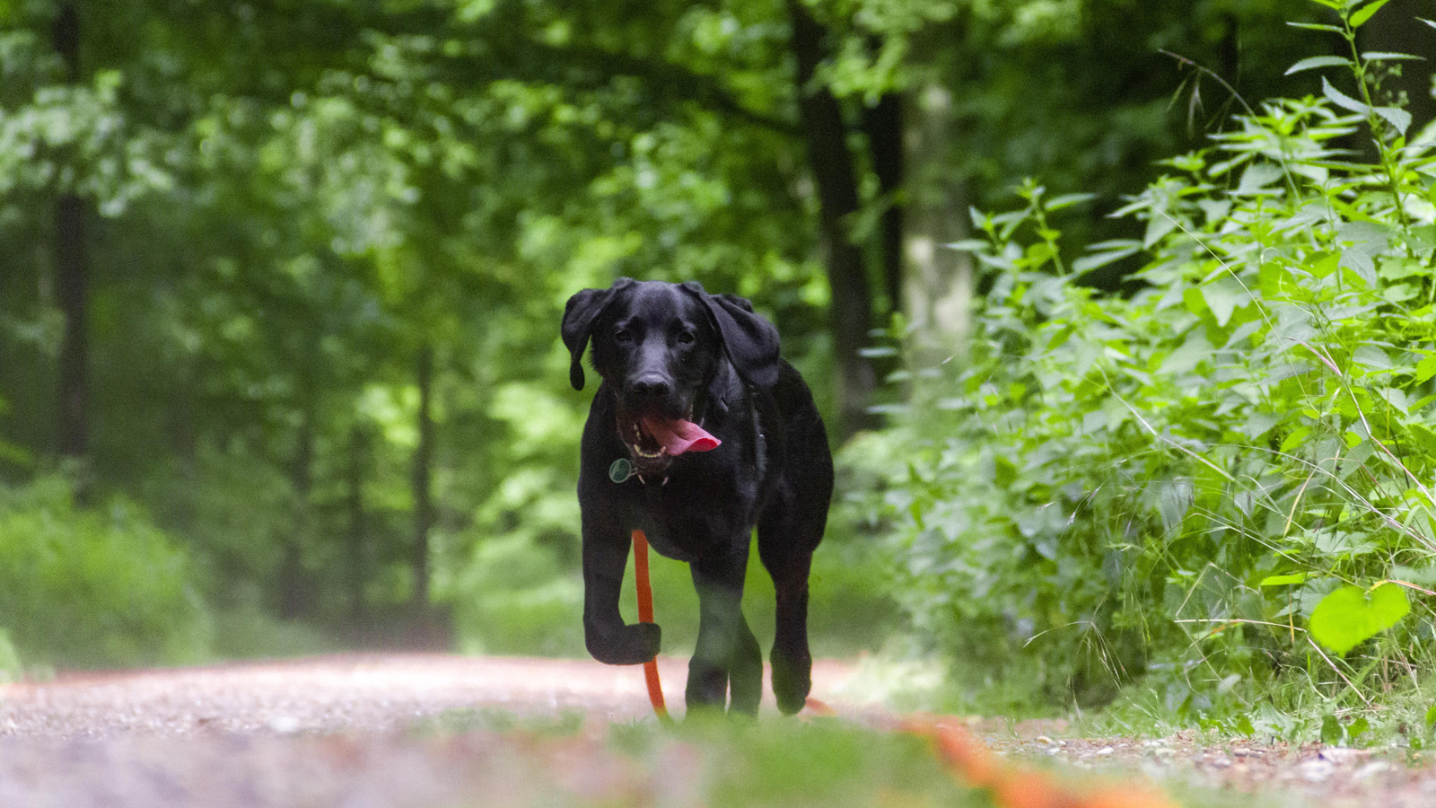 Leinenpflicht ab 1. April im Landkreis Northeim – Hunde zum Schutz von Jungtieren anleinen